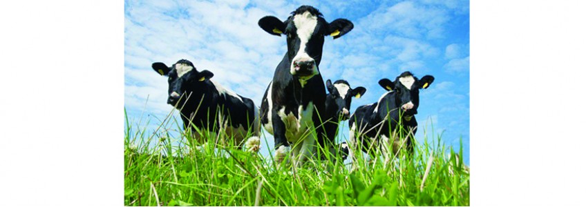 Những kiến thức cần biết về bệnh stress nhiệt ở bò